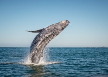 Baleine grise de Basse Californie, aventure en Baja, hors des sentiers battus, Mexique