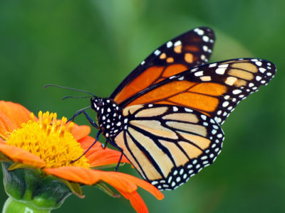 Papillon monarque sur une fleur, Valle de Bravo, Michoacan, Mexico et ses alentours au Mexique