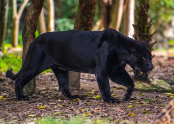 Calakmul biosphère, jaguar noir, Yucatan, faune et flore, Mexique