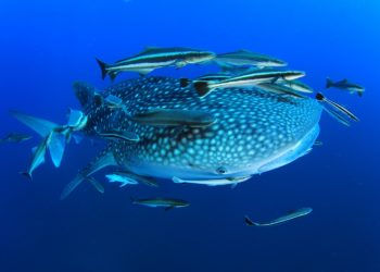 Requin Baleine, Isla Holbox et Basse Californie au Mexique