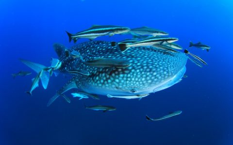 Requin Baleine, Isla Holbox et Basse Californie au Mexique
