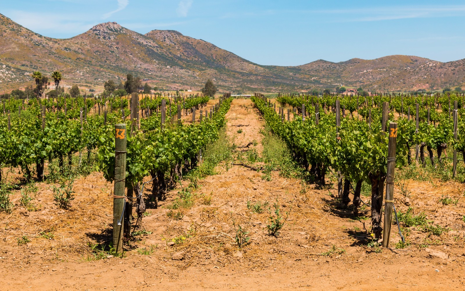 Voyage Mexico y sus viñedos au Mexique