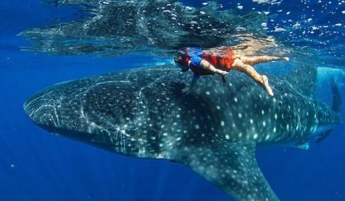 Holbox Requin Baleine