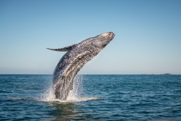 Baleine grise de Basse Californie, aventure en Baja, hors des sentiers battus, Mexique