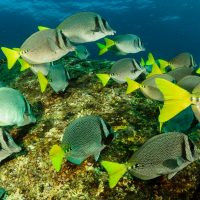 Fonds marins de Cabo Pulmo en Basse Californie au Mexique, poissons colorés