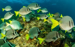 Un super voyage dans la péninsule du Yucatan