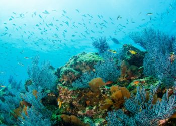 Fonds marins de Cabo Pulmo, poissons colorés, Basse Californie, Mexique