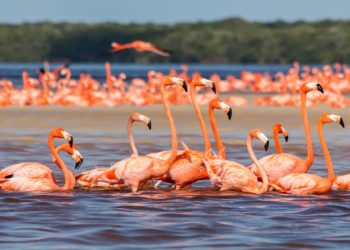 Réserve naturelle de Celestun, Yucatan, flamants rose, Mexique