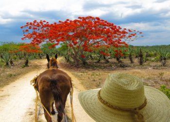 Hacienda Sotuta de Peon, Merida, Yucatam au Mexique, cheval, balade en calèche