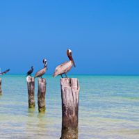 Oiseaux sur l'ile d'Holbox, Yucatan, Mexique