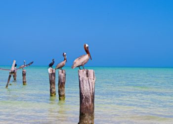 Oiseaux sur l'ile d'Holbox, Yucatan, Mexique