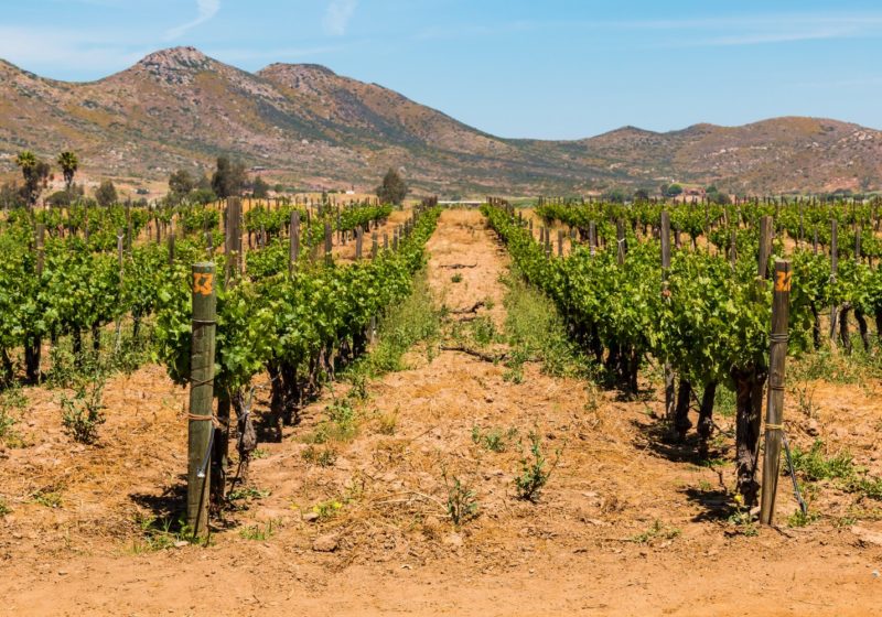 Les vignobles du Mexique