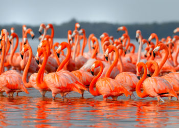 Flamants rose Rio Largartos