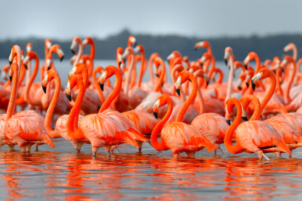 Flamants rose Rio Largartos